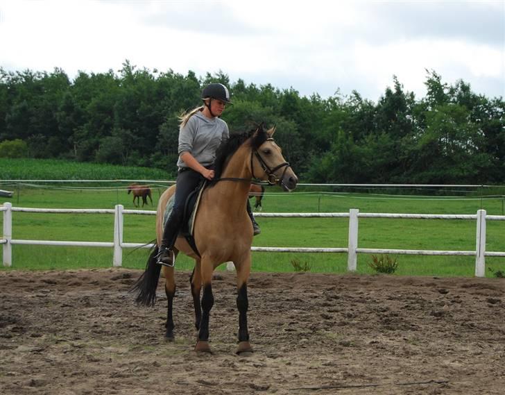 DSP Nickoline - Mig på Darco som skal være far til Nickos næste føl <3 Min yndlings hingstebasse ! billede 20