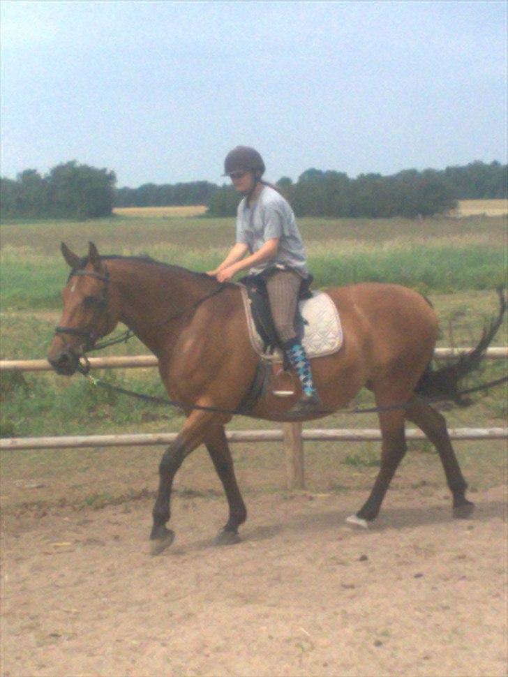 Dansk Varmblod Ahorngårds Lousanne - Lousanne der er i gang med tilridning. Sommer 2010 billede 7