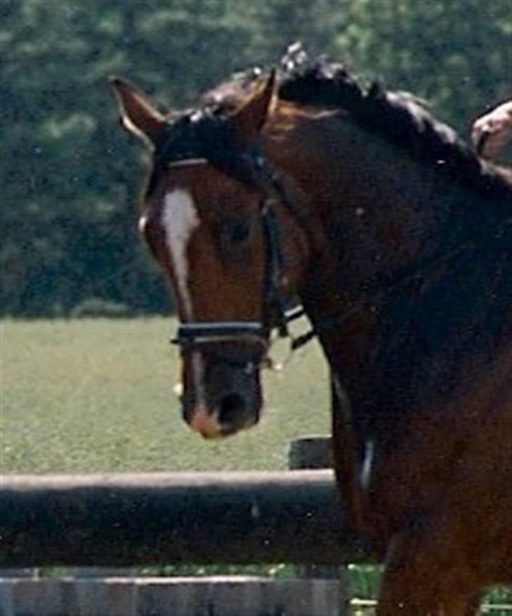 Dansk Varmblod Riddle Logo billede 1