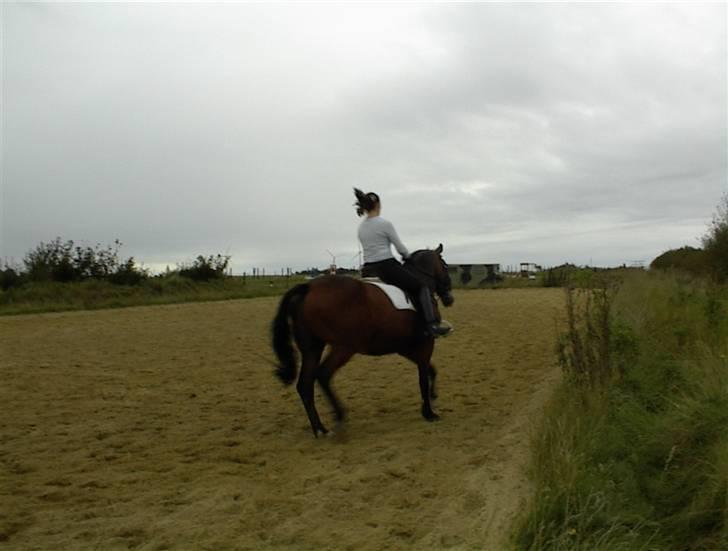 Dansk Varmblod Riddle Logo billede 2