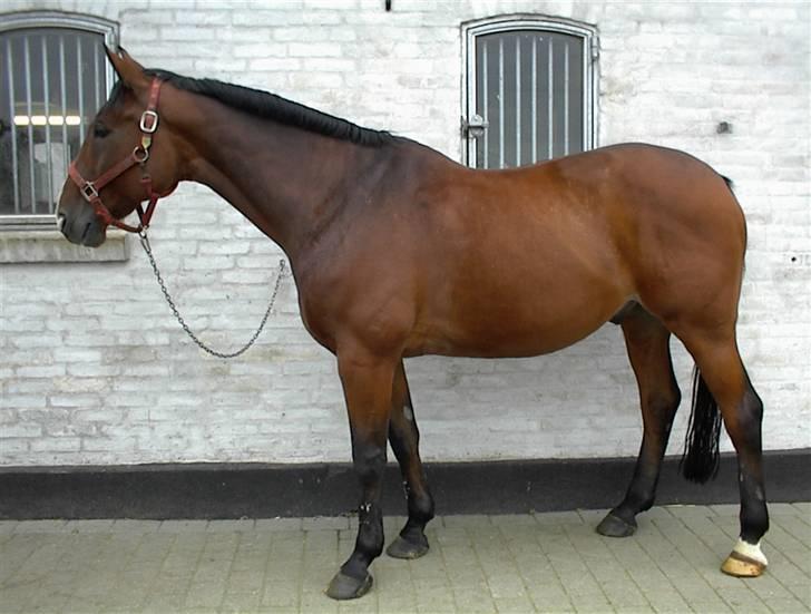 Dansk Varmblod Riddle Logo billede 4