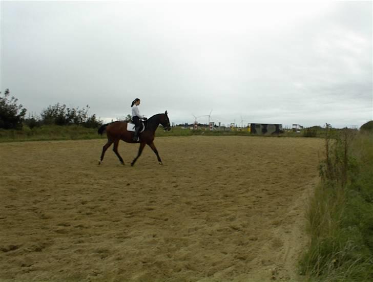 Dansk Varmblod Riddle Logo billede 5