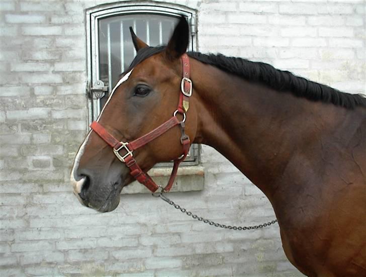 Dansk Varmblod Riddle Logo billede 6