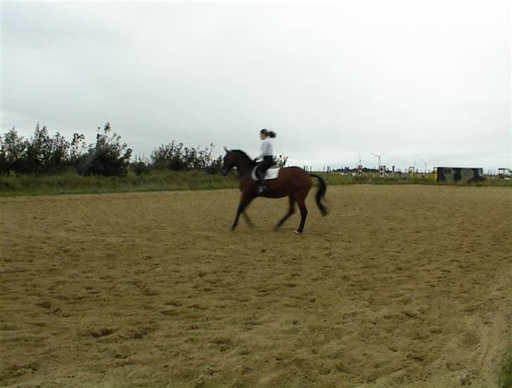 Dansk Varmblod Riddle Logo billede 7