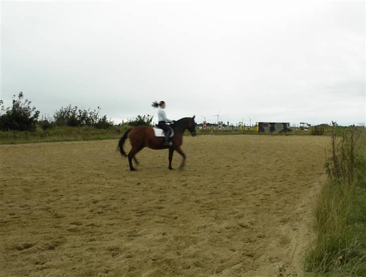 Dansk Varmblod Riddle Logo billede 8