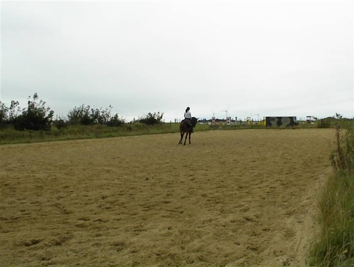 Dansk Varmblod Riddle Logo billede 9