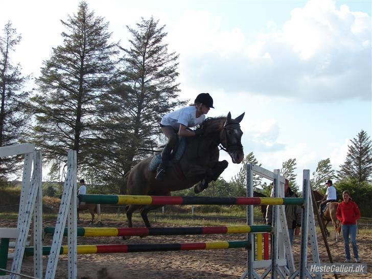 Knabstrupper AC Desna Af Engvang SOLGT - den er 135cm billede 10