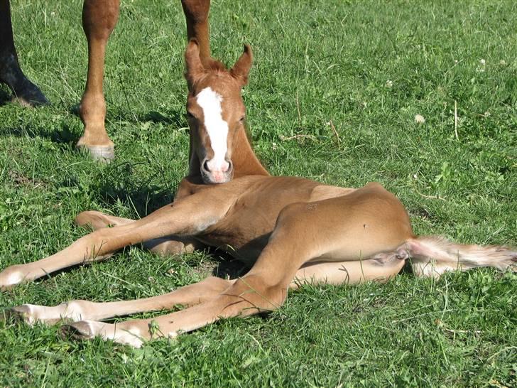 DSP Vesterskovens Chili - Chili 16 timer gammel . billede 1