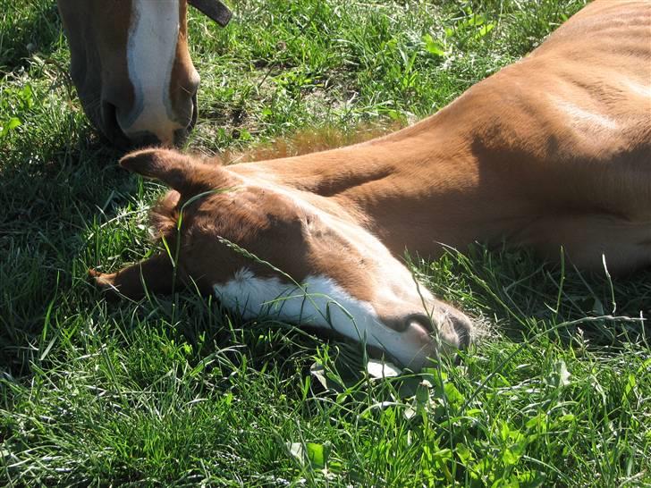 DSP Vesterskovens Chili billede 2
