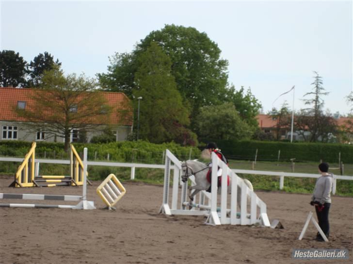 Welsh Mountain (sec A) Shadow(storbror) Solgt og elsket <3 <3 - Shadow og mig til spring stævne billede 12