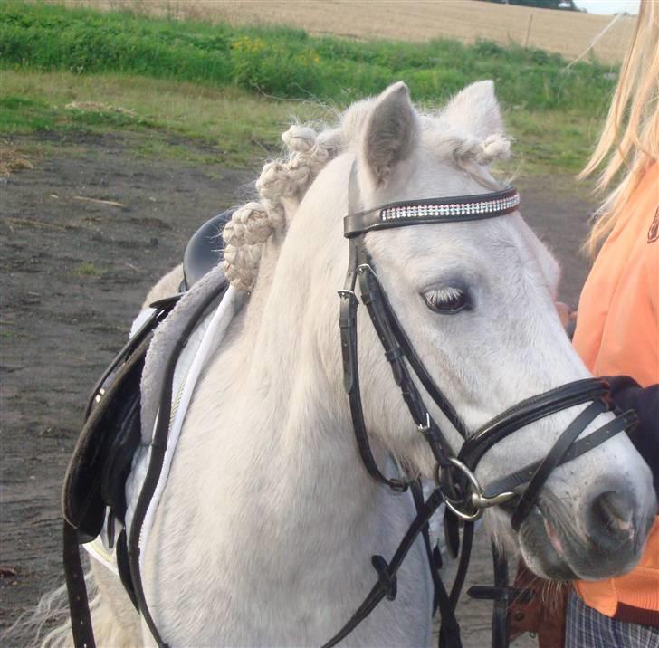 Welsh Mountain (sec A) Shadow(storbror) Solgt og elsket <3 <3 - søde Shadow til stævne i RORK - 3 plads billede 14