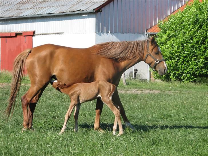 DSP Vesterskovens Chili - 16 timer gammel billede 3