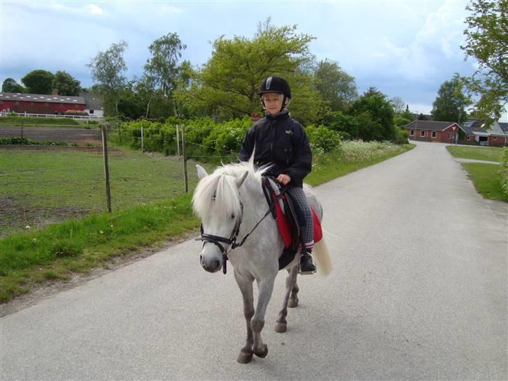 Welsh Mountain (sec A) Shadow(storbror) Solgt og elsket <3 <3 - Shadow og mig på tur billede 15