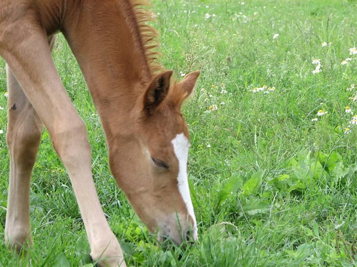DSP Vesterskovens Chili - 1 uge gammel billede 4