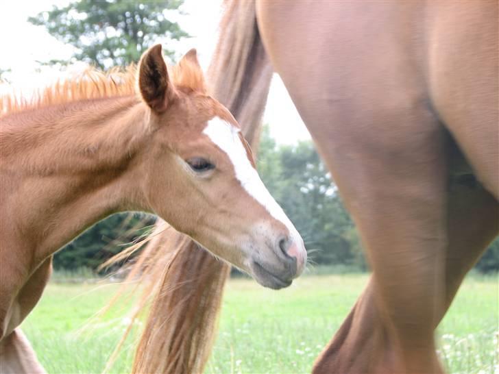 DSP Vesterskovens Chili - Chili 1  uge gammel. billede 5