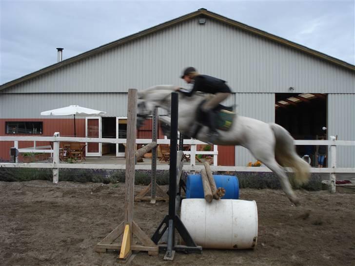 Anden særlig race Twiggy billede 9