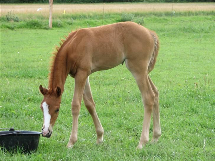 DSP Vesterskovens Chili - Chili 1 uge gammel. billede 6