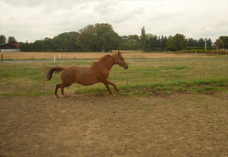 Arabisk fuldblod (OX) Til minde om Camira Bint Katuam - Nr. 2 Fuld galop billede 2