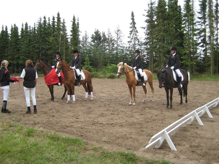 Anden særlig race Some-one - Premie i Haderis cup. 4 plads ud af 12 d. 28-29 Juli 2008 billede 7