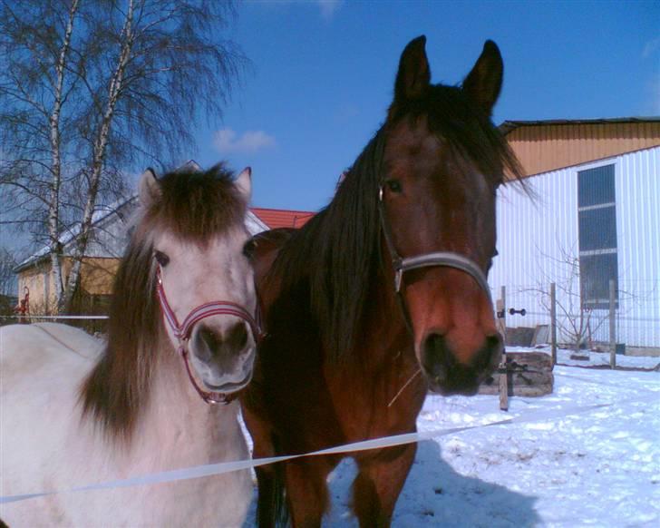 Traver unodix ( dixie) død - mig og min bedste ven molly billede 1