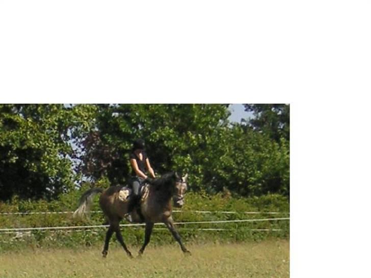 Arabisk fuldblod (OX) Futil OX 3616 *red ham* - Foto Ann Bovin billede 3