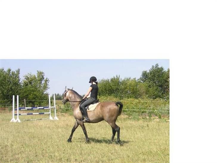 Arabisk fuldblod (OX) Futil OX 3616 *red ham* - Foto Ann Bovin billede 5