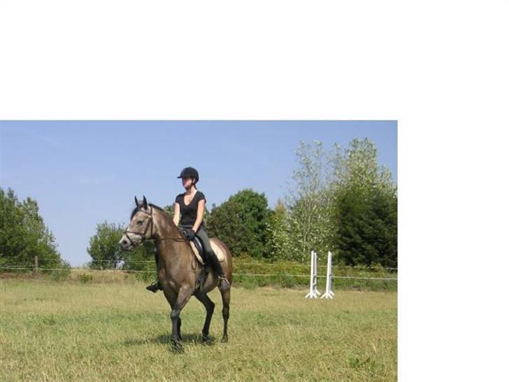 Arabisk fuldblod (OX) Futil OX 3616 *red ham* billede 6