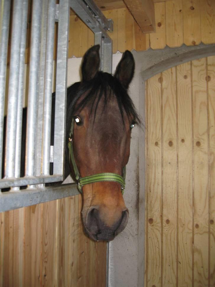 Traver unodix ( dixie) død - har du en god bid billede 6