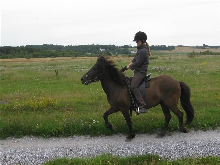 Islænder Móska frá Nylund - Træning. Aug 09. Lidt tölt. Jeg kunne simpelthen ikke få hende i holdning s: Men arbejde kraftigt på det til undervisnig. Foto: Mor. MÅ IKKE KOPIERES! billede 9