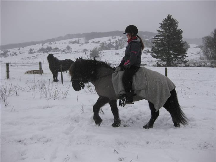 Islænder Móska frá Nylund - Her er vi lige ude og ride lidt på banen i sneen(: Foto: Mor. MÅ IKKE KOPIERES! billede 10