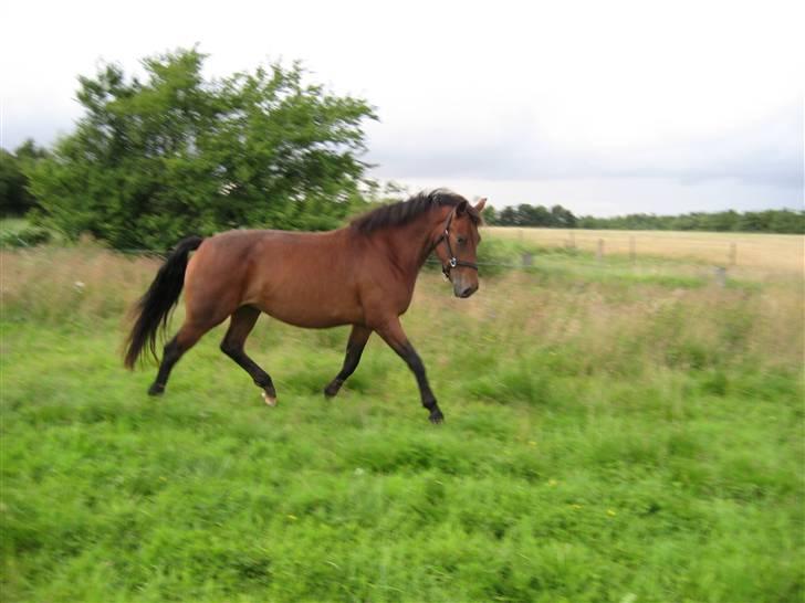 Anden særlig race Fly By Me. Helt unik!<3 - Fri trav på marken.. <3  billede 7