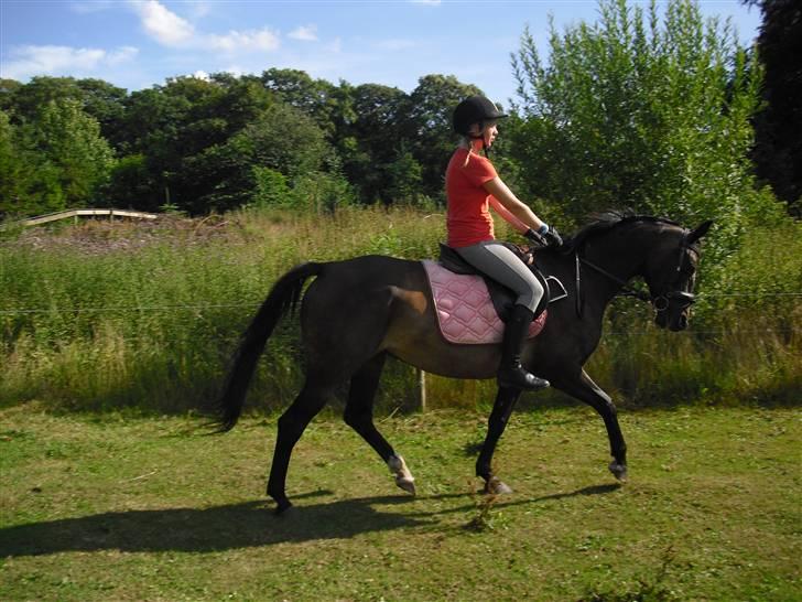 Dansk Varmblod Nicoline <3 - SOLGT - D. 21/08-09. elsker dig!*;  ved godt mine arme ser syge ud.xD havde også ondt i den ene såå. (: Foto: Far. billede 16