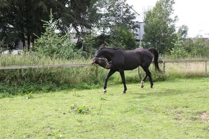 Dansk Varmblod Nicoline <3 - SOLGT - Tosse! ;D. Foto: Lea Poulsen/Mig. billede 19