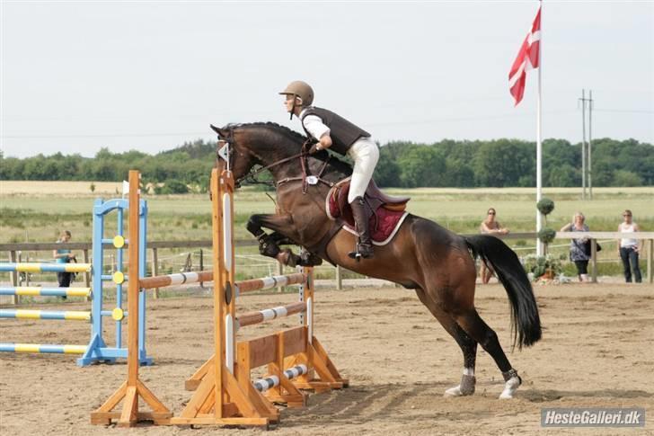 Dansk Varmblod Corlido M billede 10