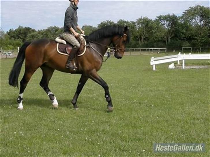 Dansk Varmblod Corlido M billede 12