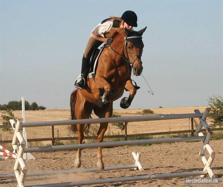 Tysk Sportspony Agnes billede 3