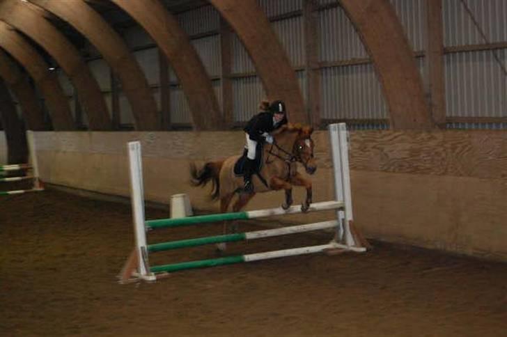 Tysk Sportspony Agnes billede 4