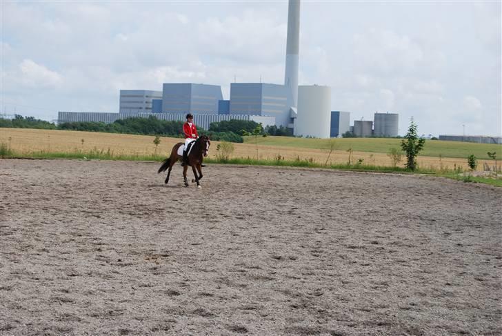 Hollandsk Sportspony Magic Pirock - Opvarming til stævne (: billede 2