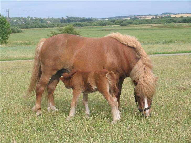 Shetlænder Nørbæks Tøsen  billede 2