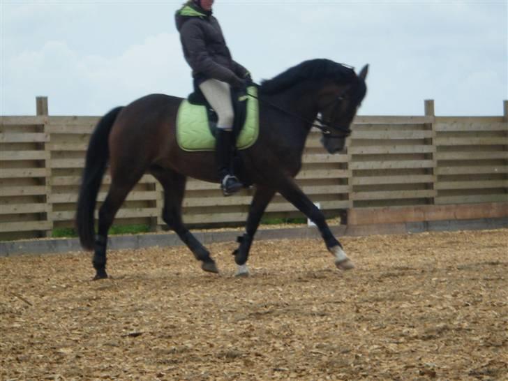 Hollandsk Sportspony Magic Pirock - træning billede 5