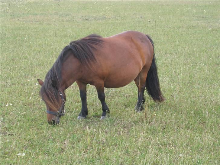 Shetlænder Nørbæks Mille - højdrægtig 2 dageinden foling billede 1