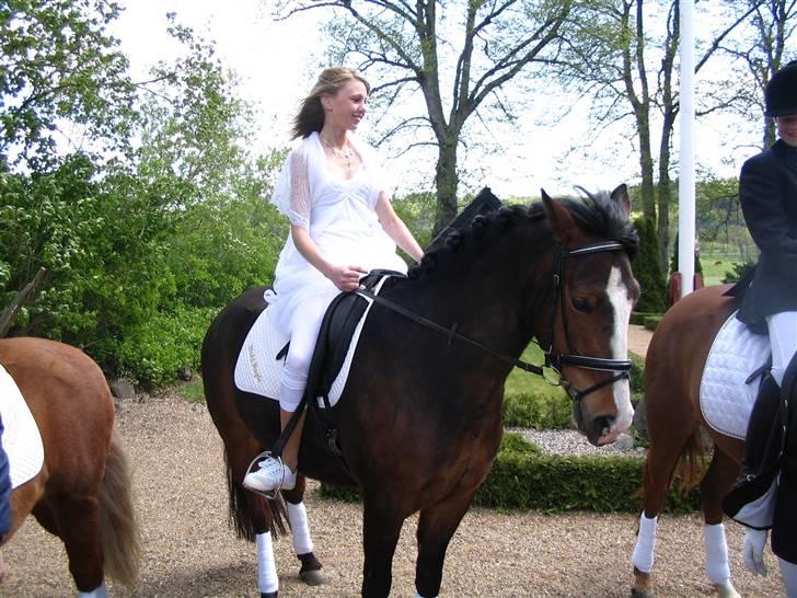 Hollandsk Sportspony Magic Pirock - Min konfirmation for 2 år siden (: billede 11