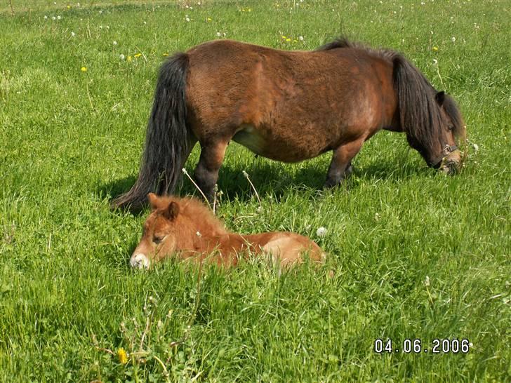 Shetlænder Nørbæks Mille - 2006 med mio ca en uge gammel billede 2