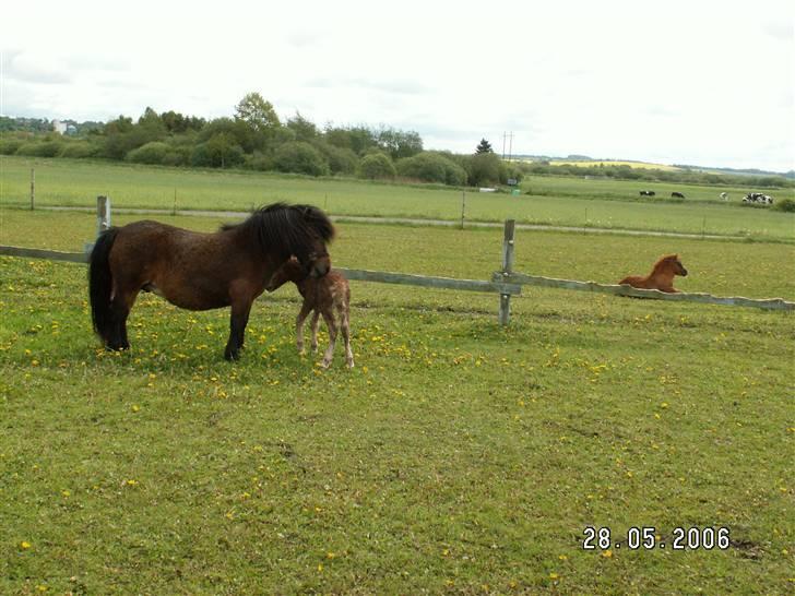 Shetlænder Nørbæks Mille - 2006 med mio ca 15min gammel billede 3
