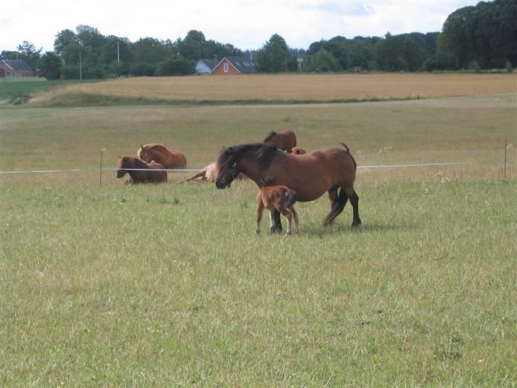 Shetlænder Nørbæks Mille - 2008 med trille 1 dag gammel billede 4