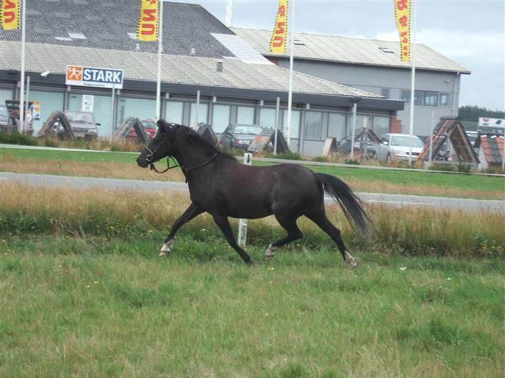 Welsh Pony af Cob-type (sec C) Amora solgt billede 7
