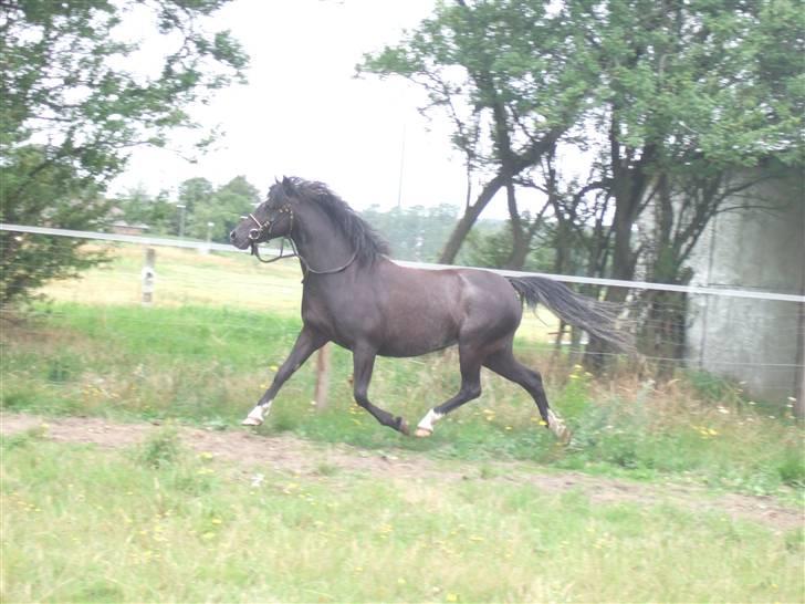 Welsh Pony af Cob-type (sec C) Amora solgt billede 8