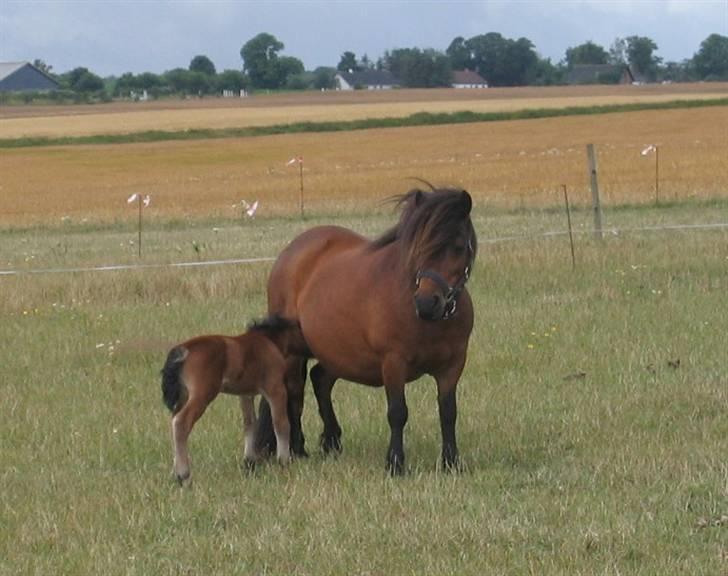 Shetlænder Nørbæks Mille - 2008 med trille 1 dag gammel. det er altid godt med lidt mad... billede 5