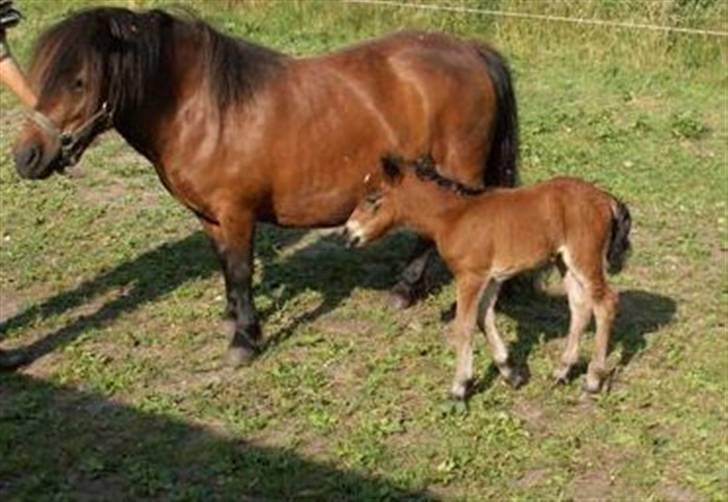 Shetlænder Nørbæks Mille - 2007 med milla 2 dage gammel billede 6