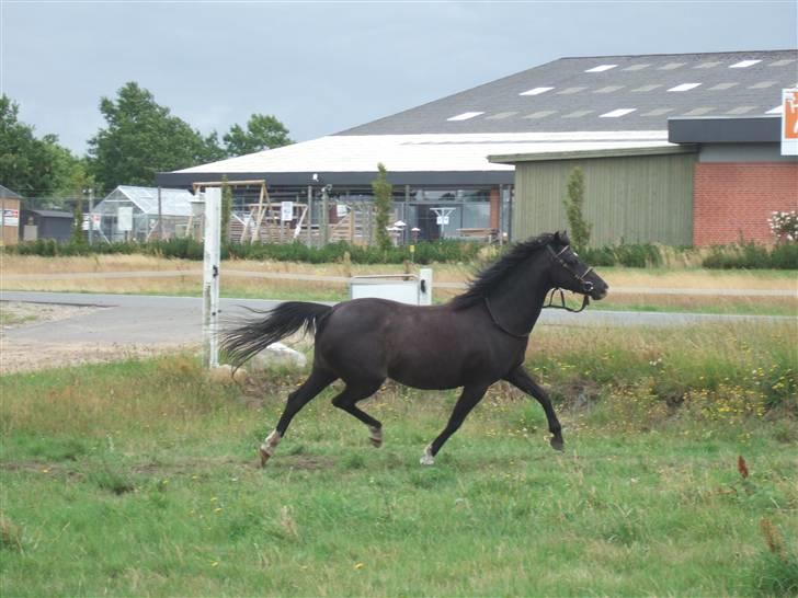 Welsh Pony af Cob-type (sec C) Amora solgt billede 9
